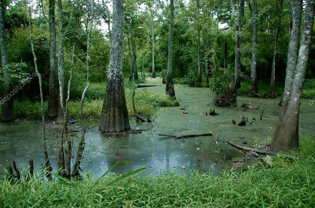 Boardwalk through cypress trees in a Louisiana state park